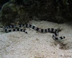 hadovec příčnopruhý	- Myrichthys columbrinus - banded snake eel