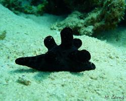 mořský šnek	- Coriocella nigra - sea snail