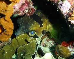 ježík černoskvrnný - Diodon liturosus - black-blotched porcupinefish