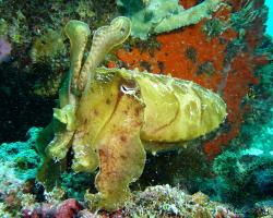 sepie velká - Sepia latimanus - broadclub cuttlefish