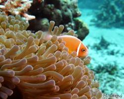 klaun obojkový - amphiprion perideraion - pink anemonefish