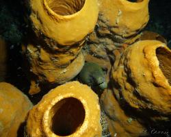 muréna jávská - Gymnothorax javanicus - Giant moray