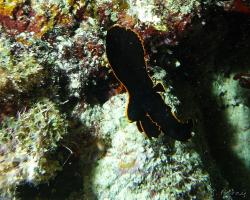netopýrník tmavý (mládě) - Platax pinnatus - red-faced batfish