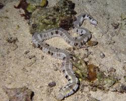 sumýš - Euapta godeffroyi - Lion's Paw Sea Cucumber
