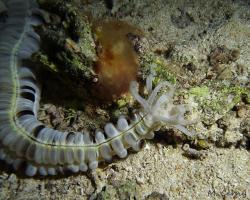 sumýš - Euapta godeffroyi - Lion's Paw Sea Cucumber