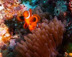klaun ostnitý - Premnas biaculeatus - maroon clownfish