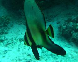 netopýrník tmavý - Platax pinnatus - red-faced batfish