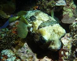 ježík černoskvrnný - Diodon liturosus - black-blotched porcupinefish