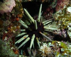 ježovka strukovitá - heterocentrotus mammillatus - red slate pencil urchin