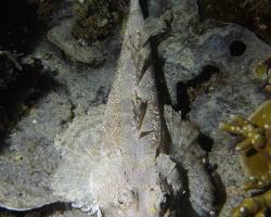 zploštělec Beaufortův - Cymbacephalus beauforti - Beautford's Crocodilefish