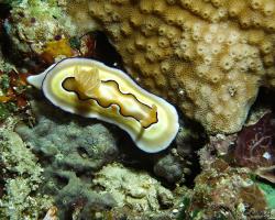 nahožábrý plž - Goniobranchus coi - dorid nudibranch