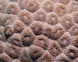 útesovník obrovský - Diploastrea heliopora - brain coral