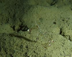 kreveta - Urocaridella sp. 1 - Rock Shrimp