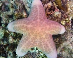 hvězdice - Choriaster granulatus - Granulated Sea Star