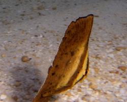 netopýrník velký (mládě) - Platax orbicularis - circular batfish