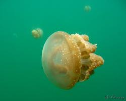 medůza zlatá - Mastigias papua - Papuan Jellyfish
