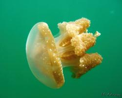 medůza zlatá - Mastigias papua - Papuan Jellyfish