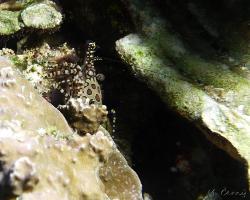 kreveta mramorová - Saron marmoratus - Marbled Shrimp