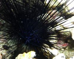 ježovka páskovaná - Diadema savignyi - long-spined sea urchin