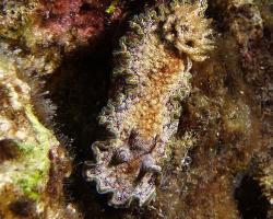 nahožábrý plž - Glossodoris cincta - dorid nudibranch