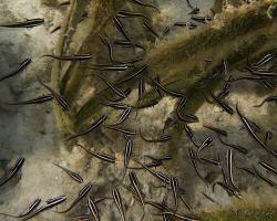 plotos proužkatý - Plotosus lineatus - Striped Catfish