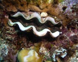 zéva útesová - Tridacna crocea - boring clam