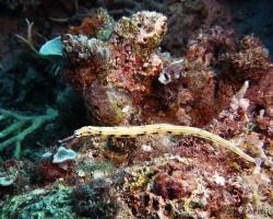 jehla lagunová - Corythoichthys haematopterus - Reeftop Pipefish