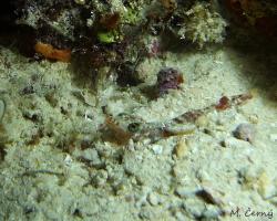 kreveta - Solenocera crassicornis - coastal mud shrimp