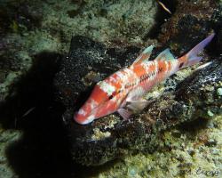 parmice zdobná - Upeneus tragula - Freckled Goatfish