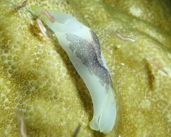 nahožábrý plž - Chelidonura amoena - headshield slug