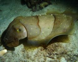 sepie velká - Sepia latimanus - broadclub cuttlefish