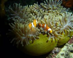 klaun očkatý - Amphiprion ocellaris - False clown Anemonefish