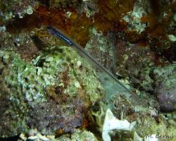 jehlička obecná - Carapus acus - pearl fish