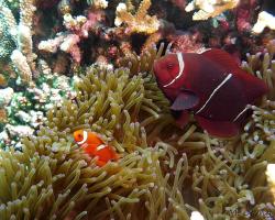 klaun ostnitý - Premnas biaculeatus - maroon clownfish