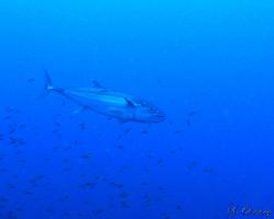 makrela jednobarevná - Gymnosarda unicolor - Dogtooth tuna