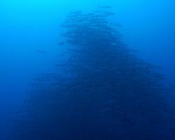 soltýn černoploutvý - Sphyraena qenie - Blackfin Barracuda