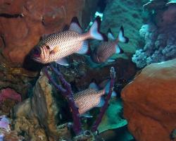 pruhatec bronzový - Myripristis adusta - Shadowfin soldierfish