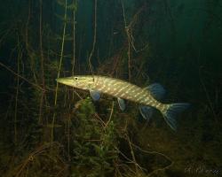 štika obecná, Esox lucius