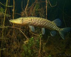 štika obecná, Esox lucius