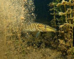 štika obecná, Esox lucius