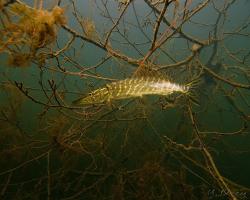 štika obecná, Esox lucius