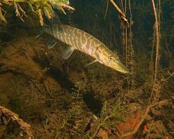 štika obecná, Esox lucius