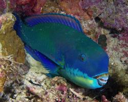 ploskozubec malonosý - Chlorurus microrhinos - Steephead parrotfish