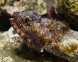 ještěrohlavec sličný - Saurida gracilis - Gracile lizardfish