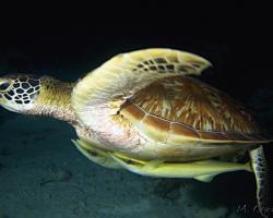 kareta obrovská - Chelonia mydas - Green Sea Turtle