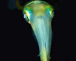 oliheň - Sepioteuthis lessoniana - Bigfin Reef squid