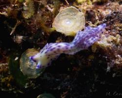 plochý červ - Pseudoceros laingensis - Laing Island Flatworm
