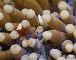 korálová kreveta - Cuapetes kororensis - Mushroom Coral Shrimp