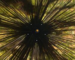 ježovka diadémová - Diadema setosum - Diadem Needle-spined Sea Urchin
