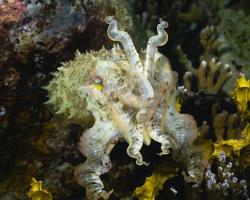 sepie velká - Sepia latimanus - Broadclub cuttlefish